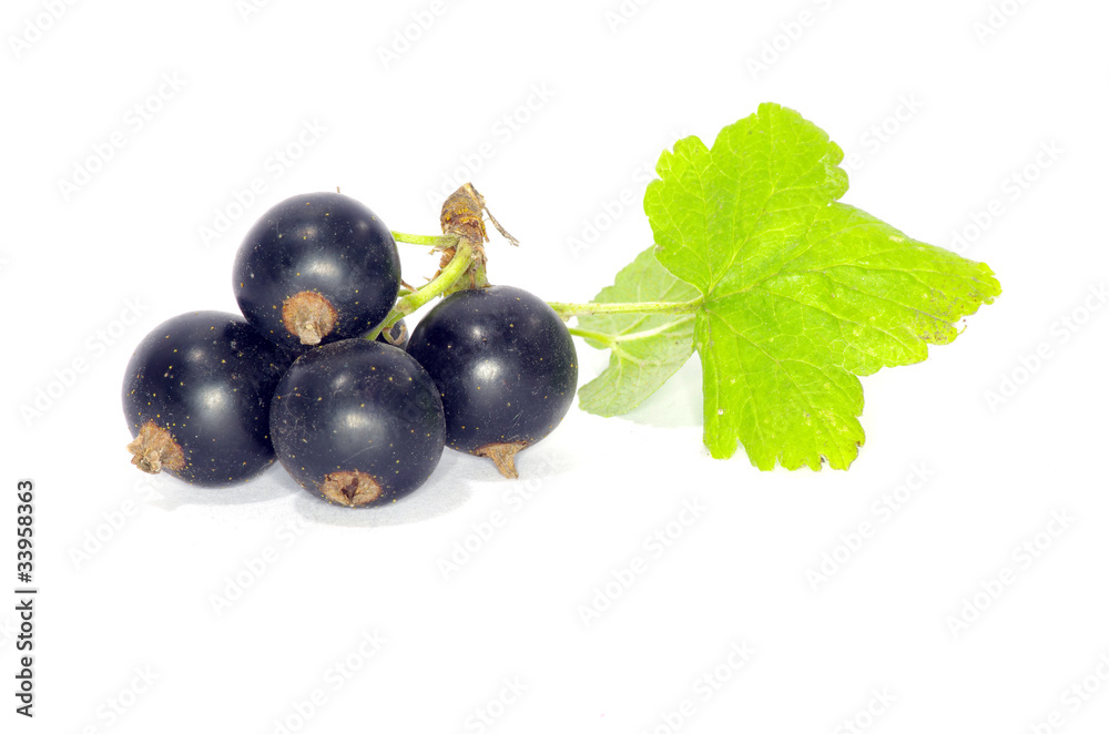 black currant black currant