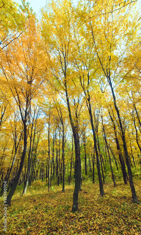 Fototapeta premium autumn mountain forest