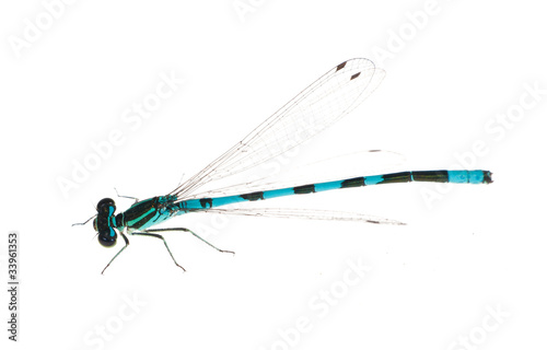 isolated small blue and black dragonfly