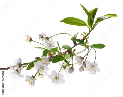 green leaves and white cherry tree flowers