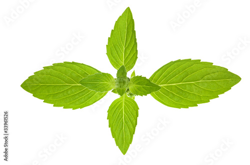 isolated green mint leaves