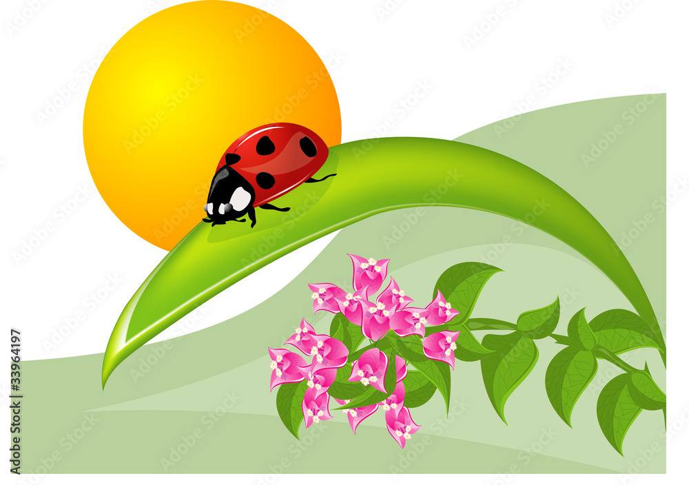 Coccinella e bouganville Coccinella e bouganville