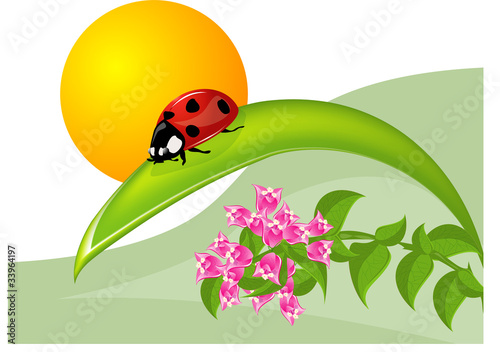 Coccinella e bouganville