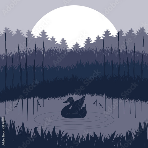 Wild duck couple in lake foliage