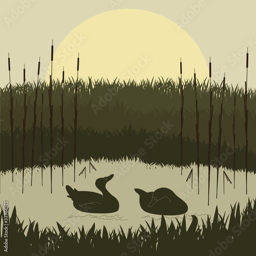 Wild duck couple in lake foliage