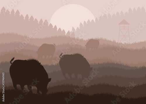 Wild boar in forest foliage