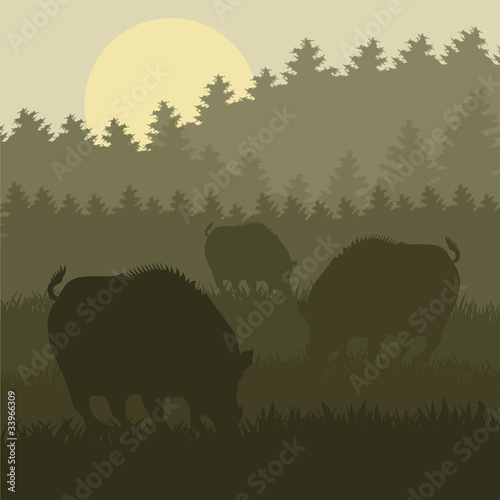 Wild boar in forest  vector © kstudija