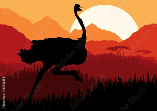 Running ostrich in wild nature landscape © kstudija