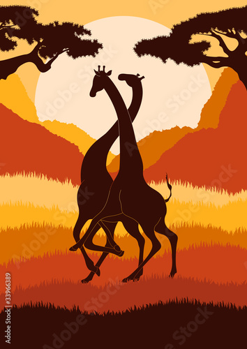 Romantic giraffe couple in wild Africa landscape