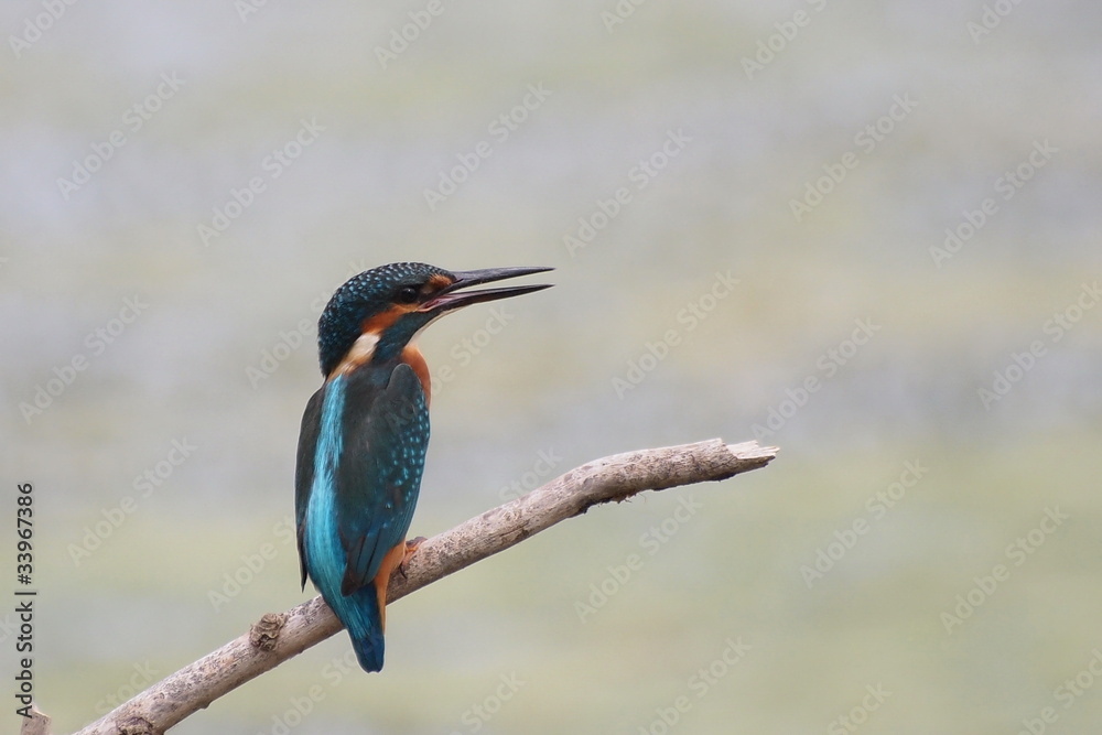 Fototapeta premium Common Kingfisher, alcedo atthis