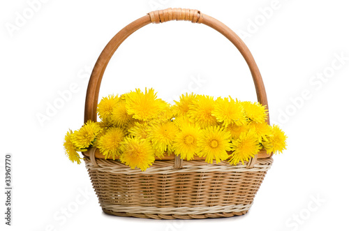 Yellow dandelion isolated on a white