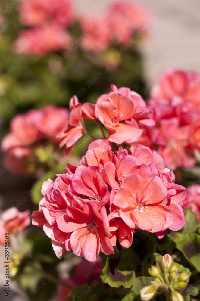 Géranium rose sur une terrasse Géranium rose sur une terrasse