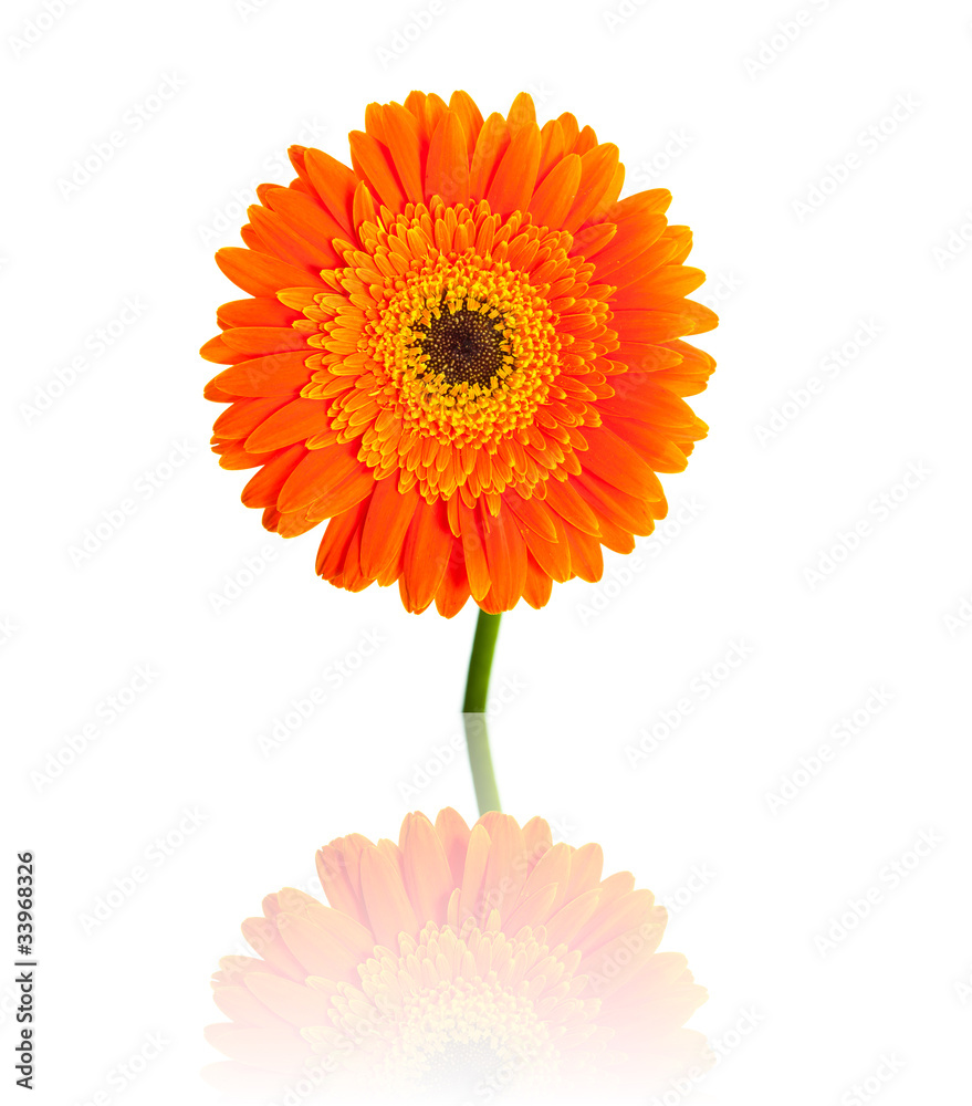 Gerbera flower isolated on white