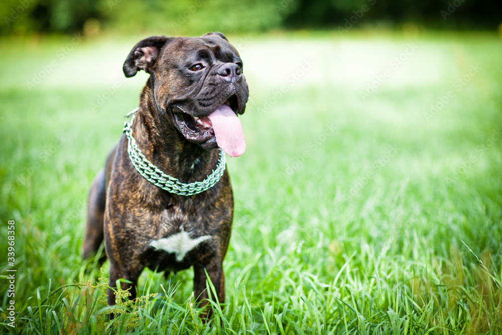 Brindle boxer dog standing in grass