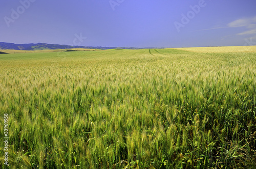 Fields of Grain in the Palouse