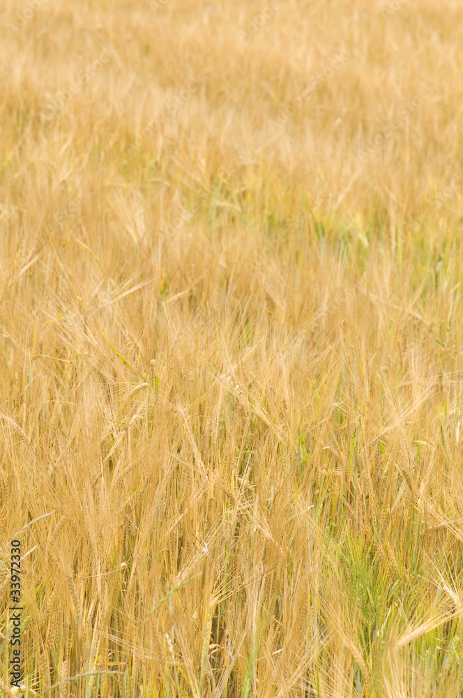 Fototapeta premium Barley