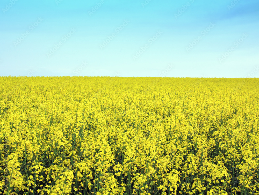 Rapeseed flowers of oil with blue sky background