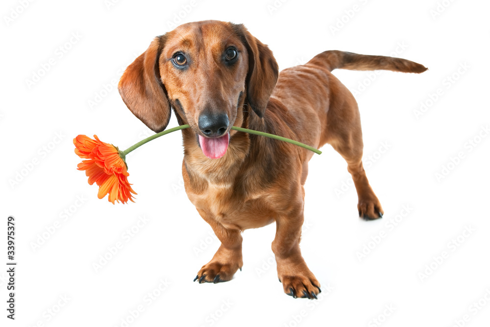 dachshund holding a flower in its mouth