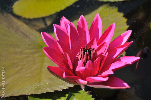 Pink water lily in bloom