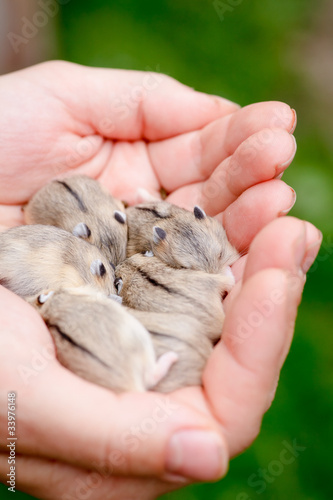 Hamster pups © Dmitry Naumov