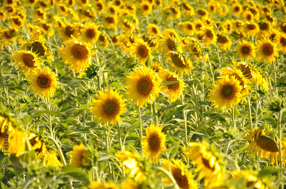 campo de girasoles campo de girasoles