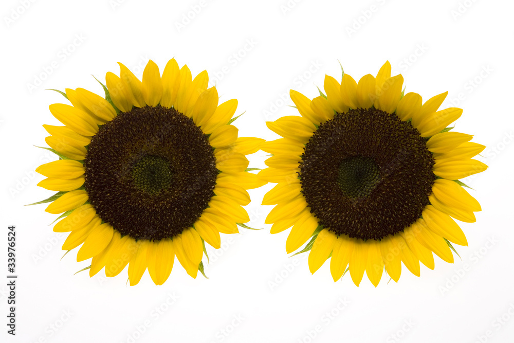 Obraz premium ヒマワリの花