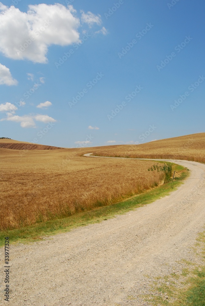 crete senesi - campi di grano con sentiero