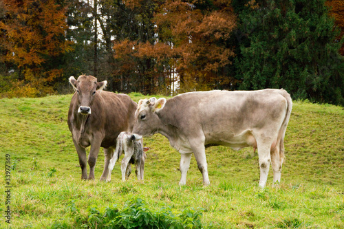 Kuh und Kalb auf der Weide