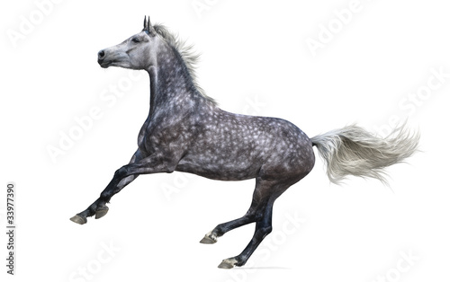Dapple-gray arabian galloping horse