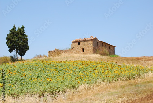 crete senesi, campo di girasoli