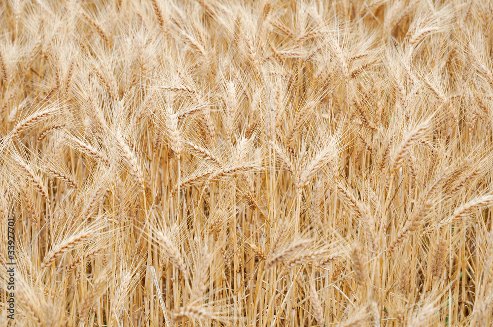 CAMPO DI GRANO CAMPO DI GRANO