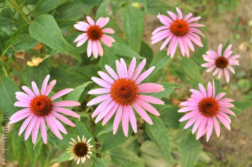 echinacea