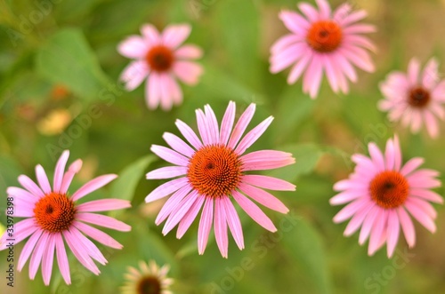 echinacea