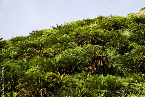 Wallpaper Mural ソテツの山 Torontodigital.ca