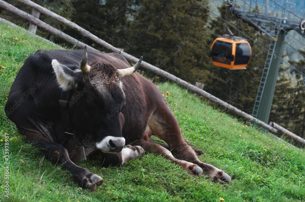 Alpine cow