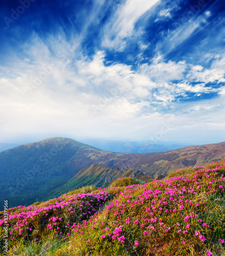 Spring landscape with the cloudy sky and Flower