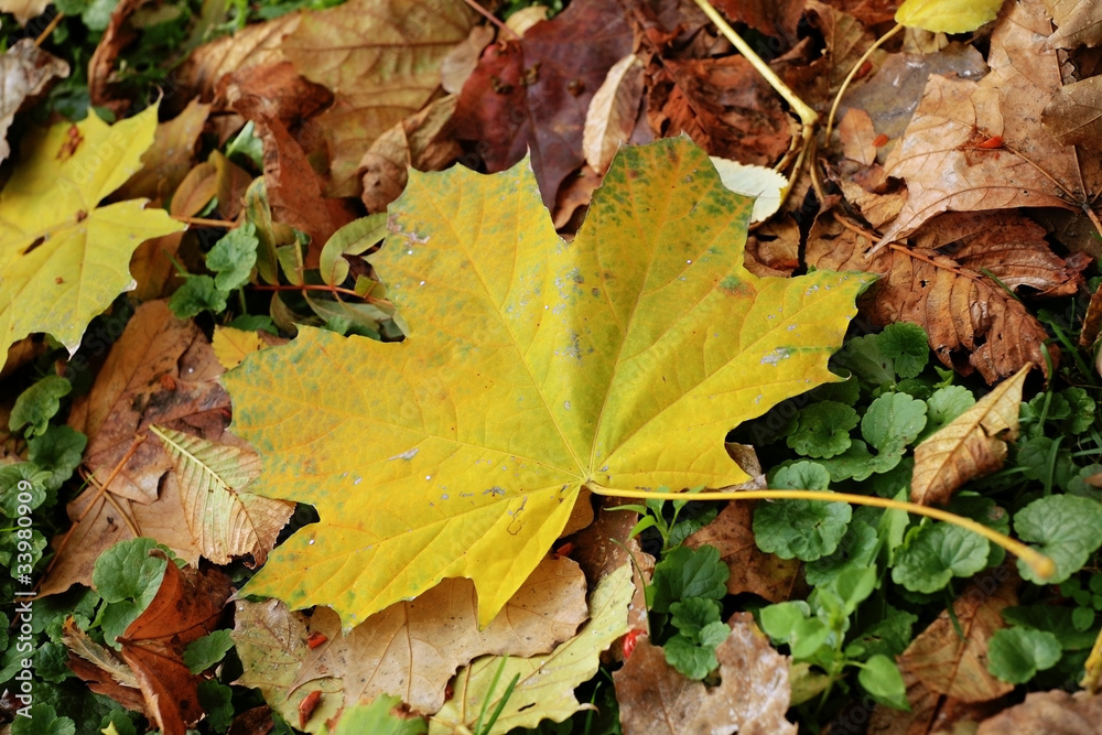 yellow brown and red withering maple leaves as nature background yellow brown and red withering maple leaves as nature background