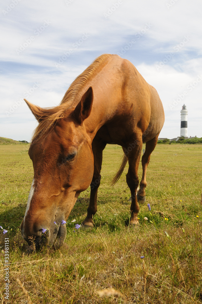 Fototapeta premium Pferd bei Kampen auf Sylt