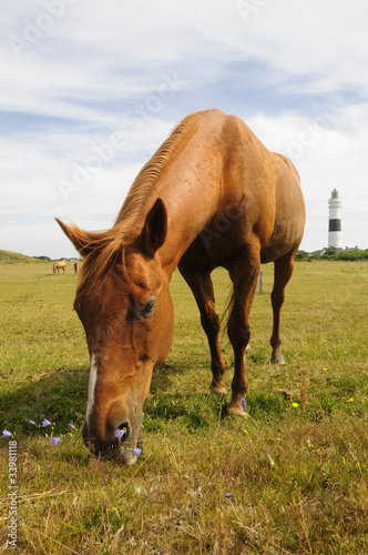 Pferd bei Kampen auf Sylt