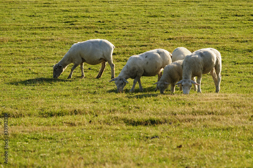 Schafe auf der Weide