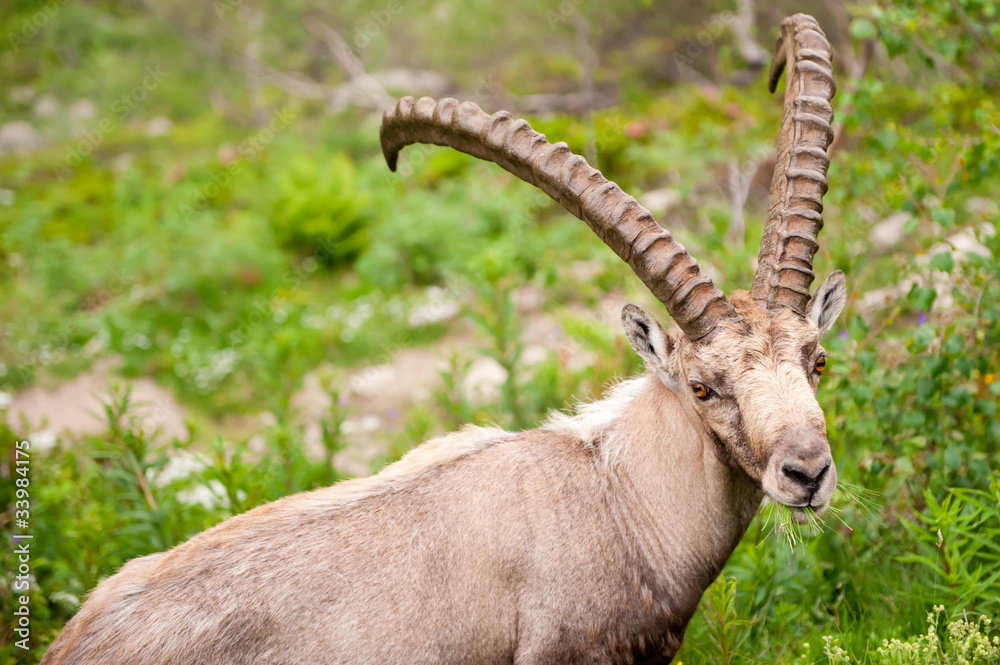 Wild mountain goat Capra Ibex close-up eating grass Wild mountain goat Capra Ibex close-up eating grass