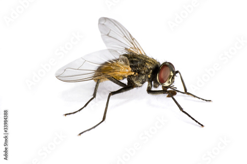 horse fly in close up