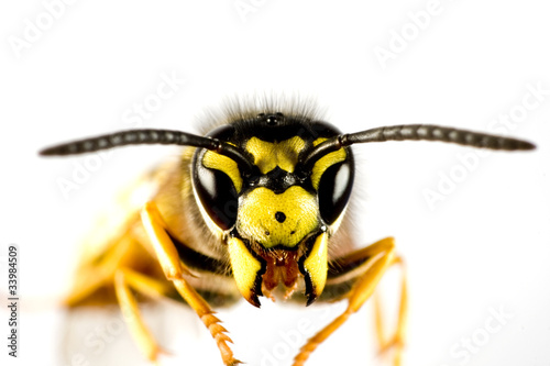 head of wasp in white background