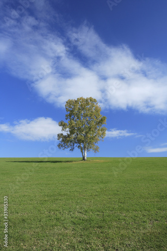 一本の木と草原