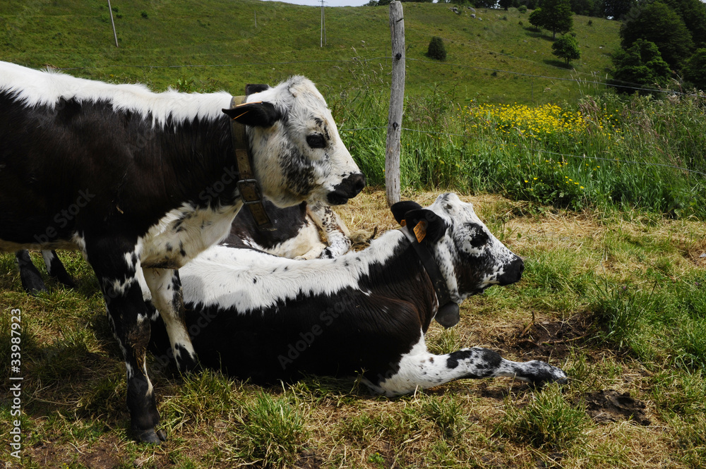 vache vosgienne vache vosgienne