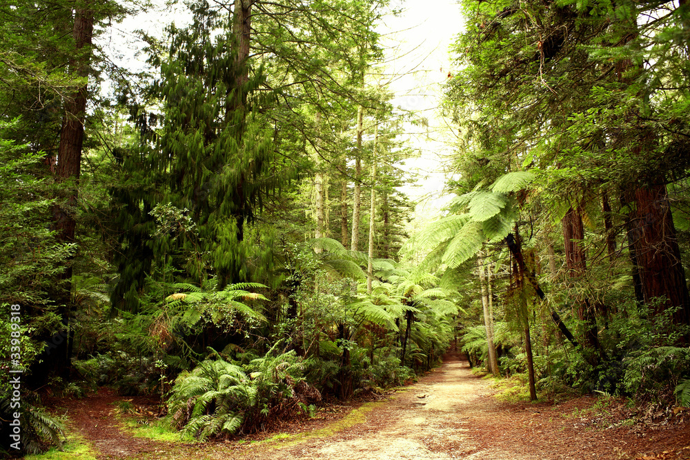 Obraz premium Forest