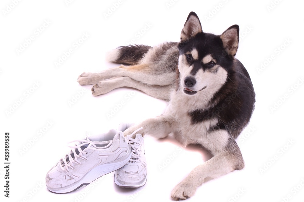Fototapeta premium Junghund Husky mit Sportschuhe