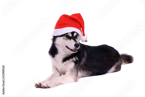 liegender Junghund Husky mit Nikolausmütze