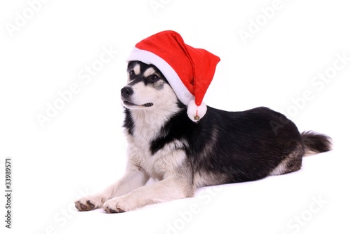Junghund Husky zu Weihnachten © fotowebbox