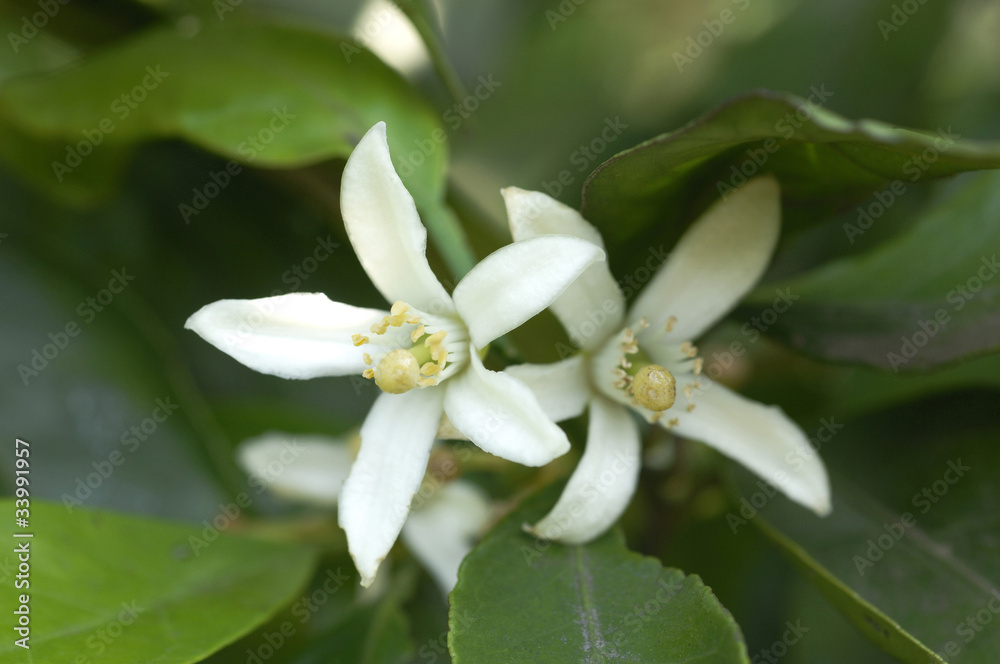 花と植物